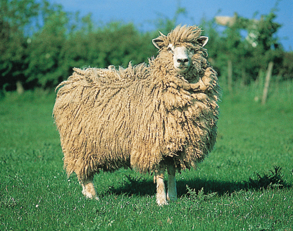 The Breeds - Rocky Mountain Natural Colored Sheep Breeders